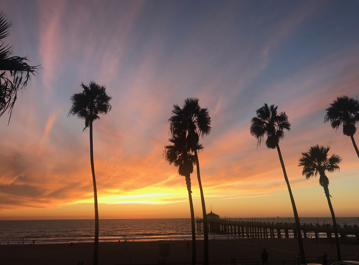 palm trees in the sunset